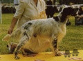 Setter Anglais FARNÈZE DU BEC ÉTOILE Setter Anglais FARNÈZE DU BEC ÉTOILE